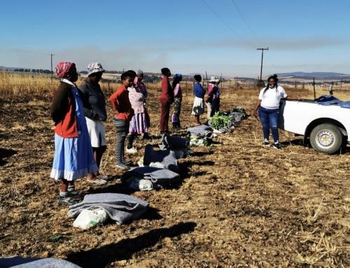 Winter Knights in the Southern Berg